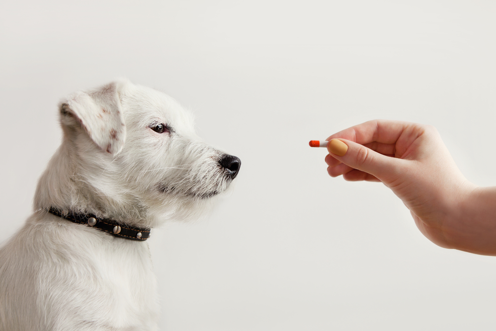 Sick,Dog,Jack,Russell,Terrier,Waiting,Get,Pill,From,Hand